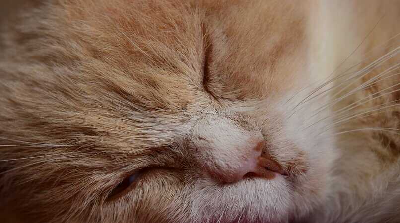 gato amarillo dormido