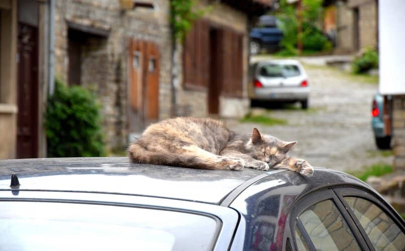 gato durmiendo sobr el techo del carro