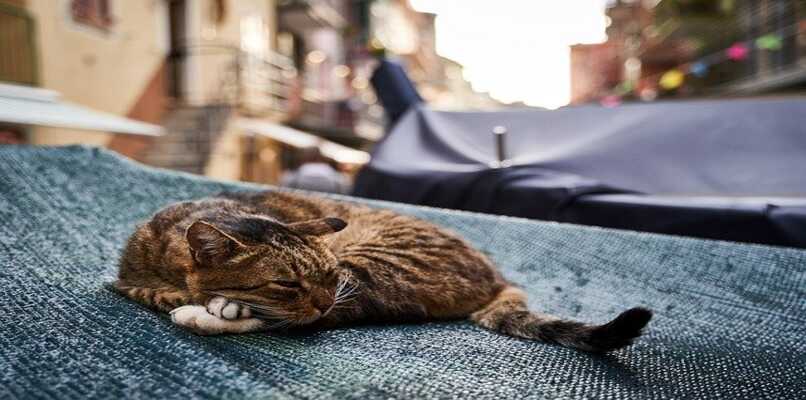 gato durmiendo en venecia