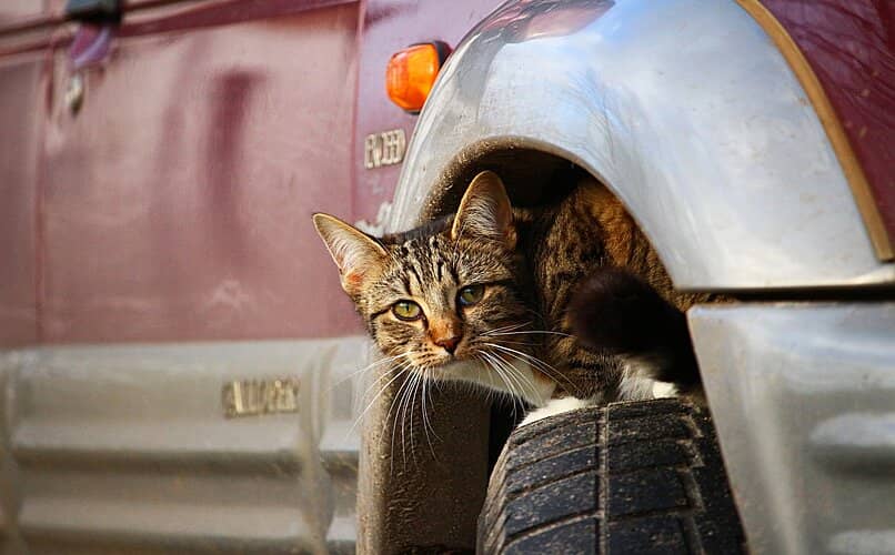 gato escondiendose sobre llanta del coche