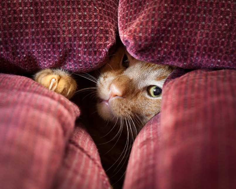 gato jugando a las escondidas hasta cansarse