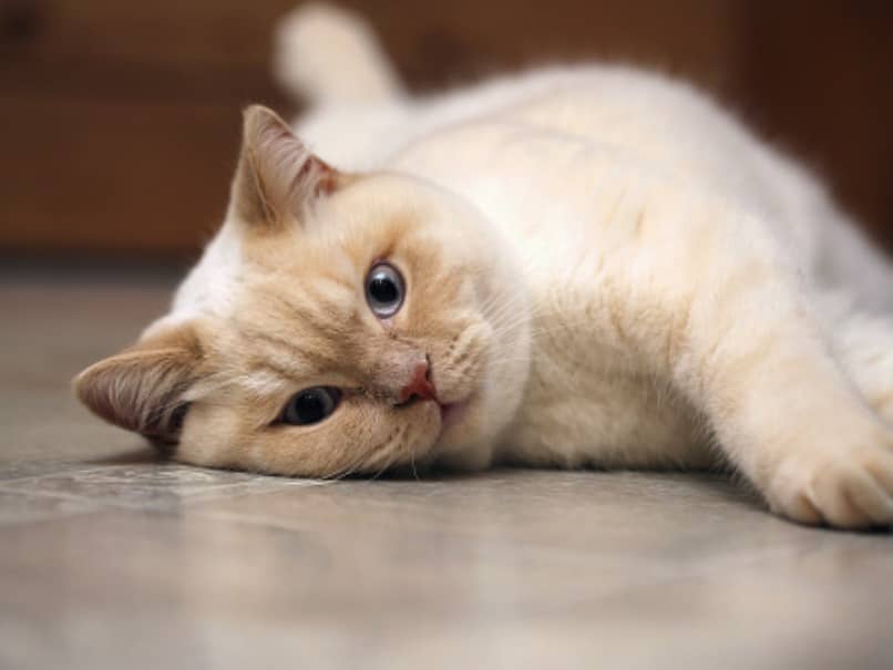 enfermedad inflamatoria intestinal en gatos