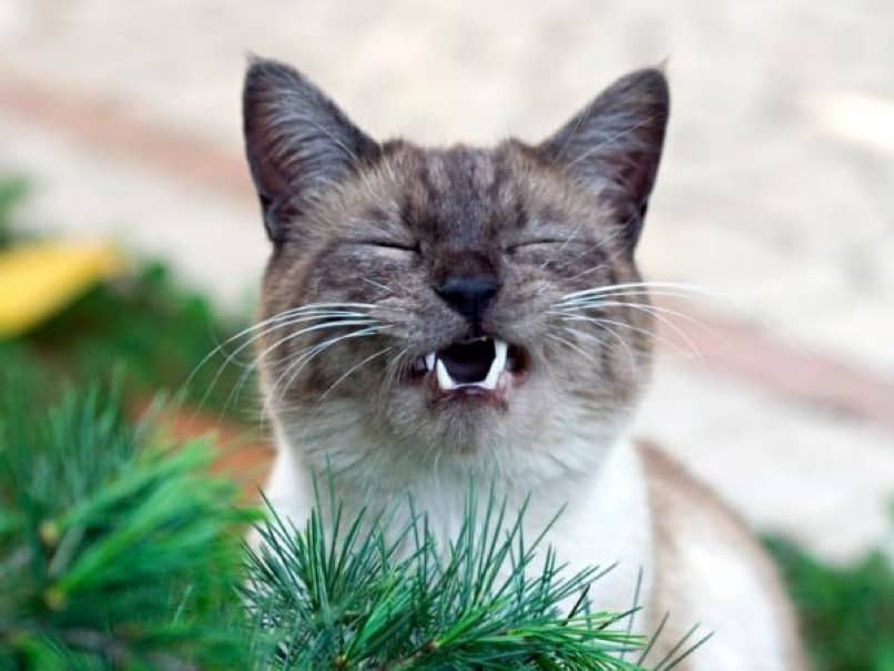 estornudo de gato frente a plantas