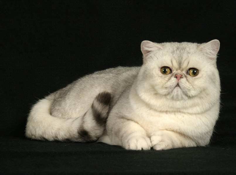 gato exotico de pelo corto blanco