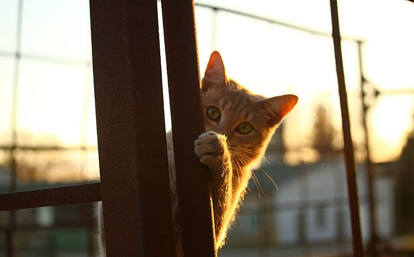 gato fuera de casa jugando a las escondidas 