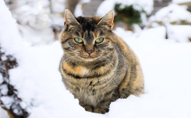gato defecando en la nieve fuera de casa