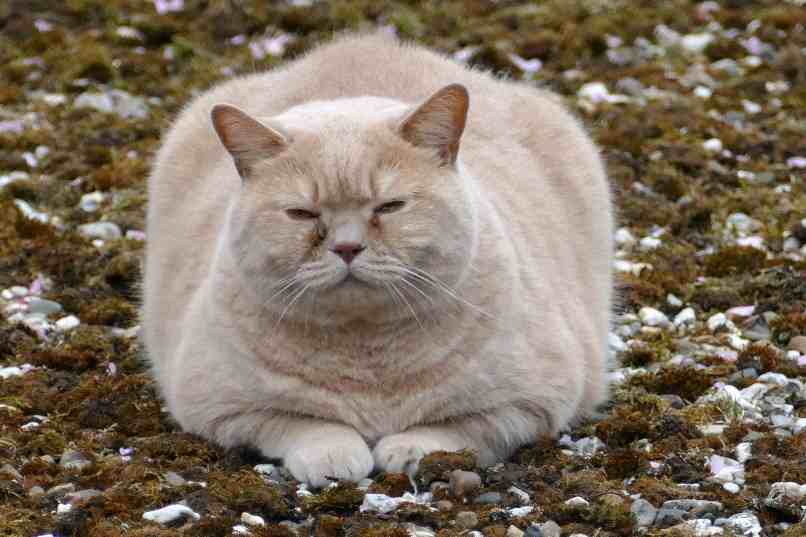 gato gordo recostado