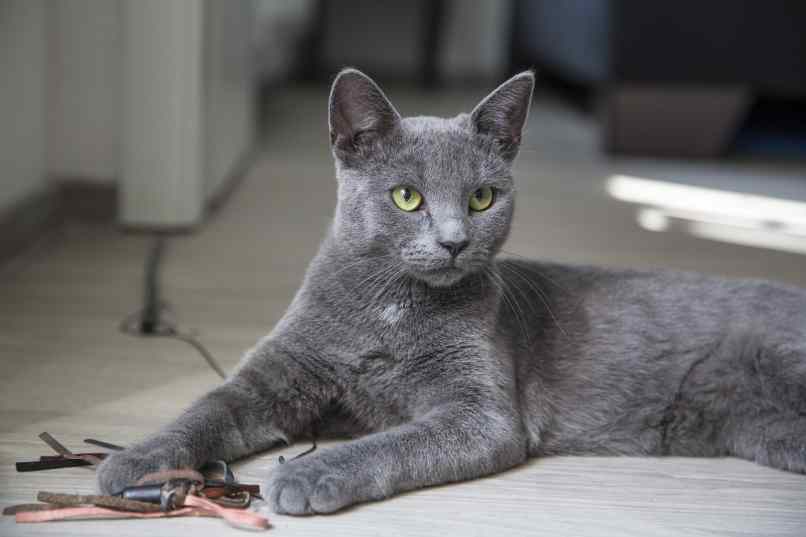 gato de color gris acostado
