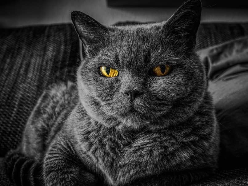 gato con ojos amarillos