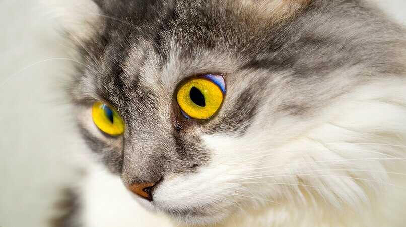 gato de color gris con los ojos amarillos 