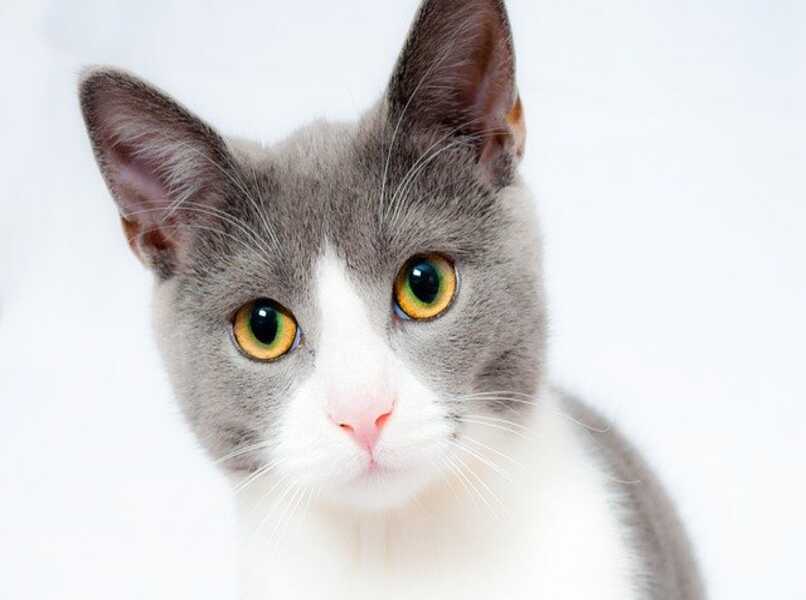 gato de pelaje gris con ojos grandes