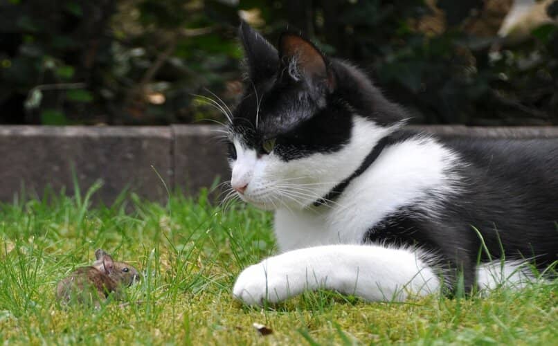 gato y hamster paseando en el patio
