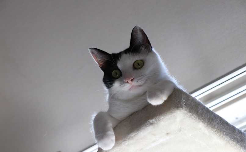 gatito acostado sobre plataforma