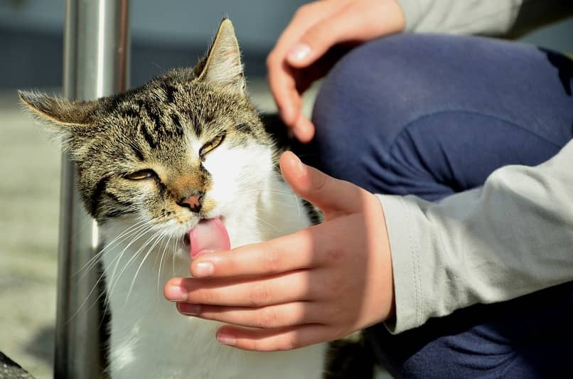humano cuidando de la salud bucal del gato