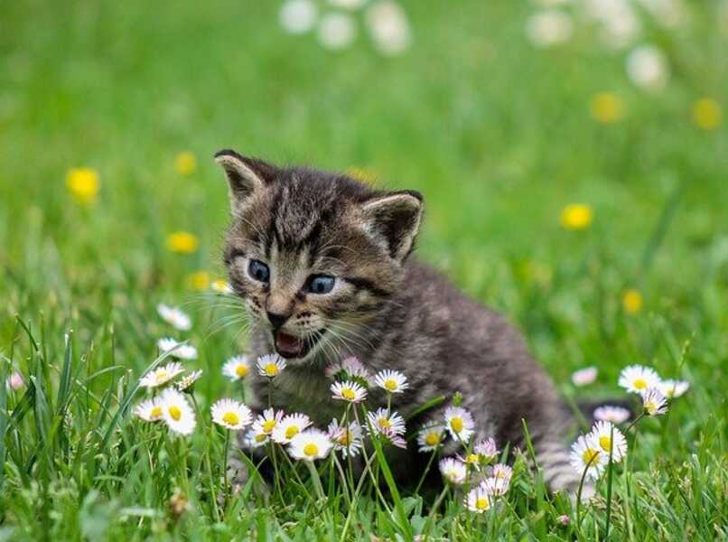 gato juega con las flores del jardin