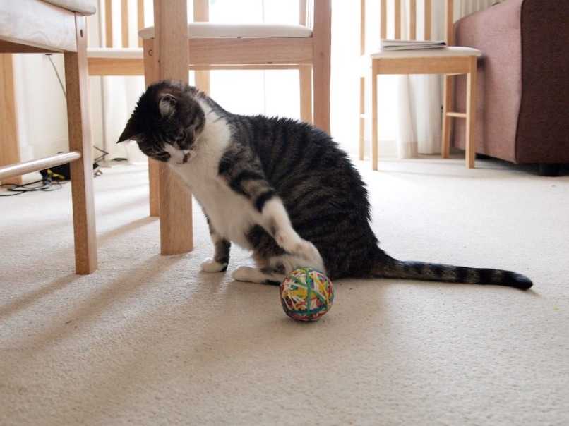 gato jugando con pelota para cansarlo
