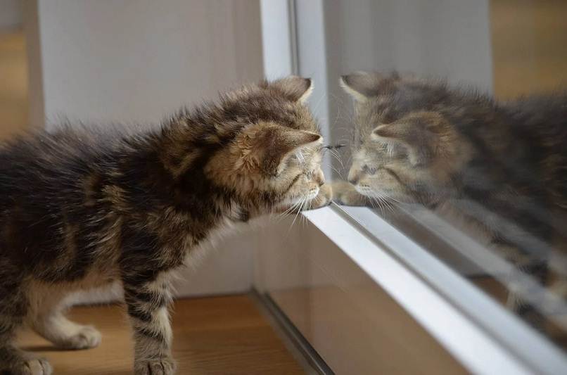 gato jugando con su reflejo en el cristal