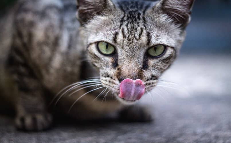 gato mostrando indicios de deshidratacion 