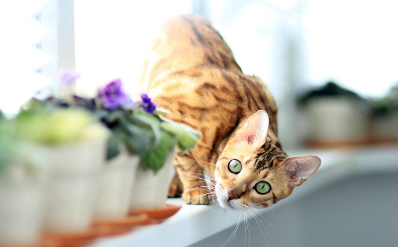 gato jugando cerca de plantas