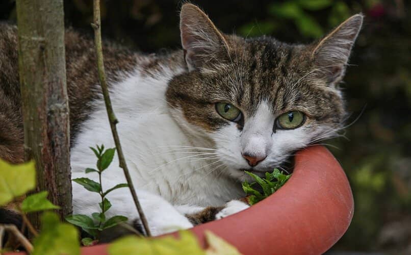 gato escondido entre las plantas