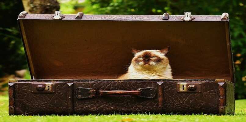 gato en equipaje