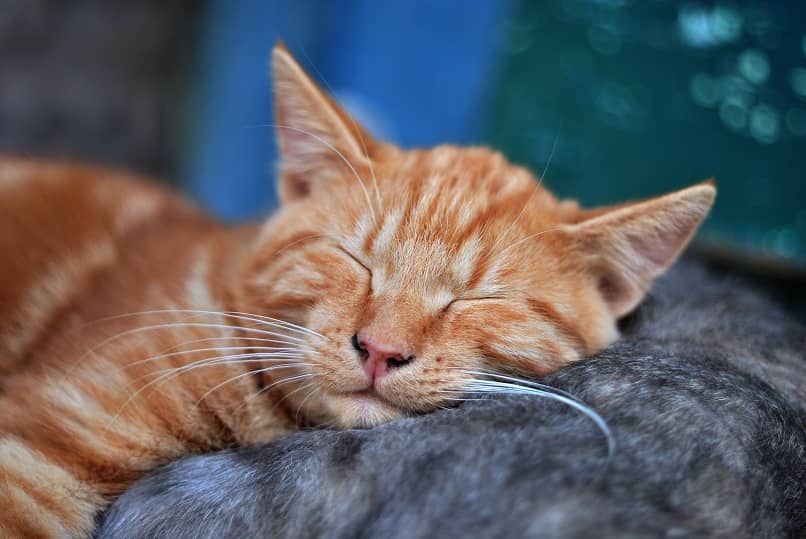 los gatos pueden sacar la lengua durmiendo por una grave enfermedad