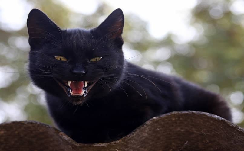 gato negro maullando