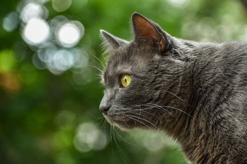gato gris observando el horizonte