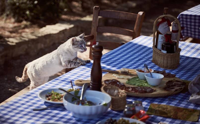 gato viendo alimento diferente en la mesa