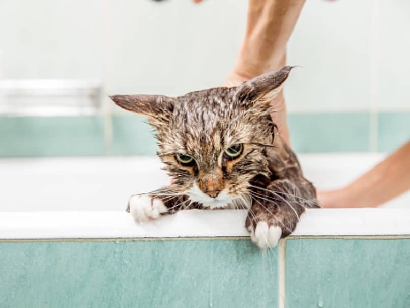 gato duchandose
