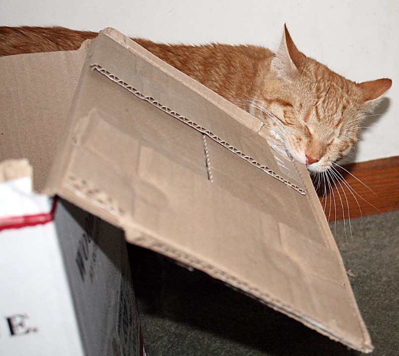 gato mordiendo caja de carton