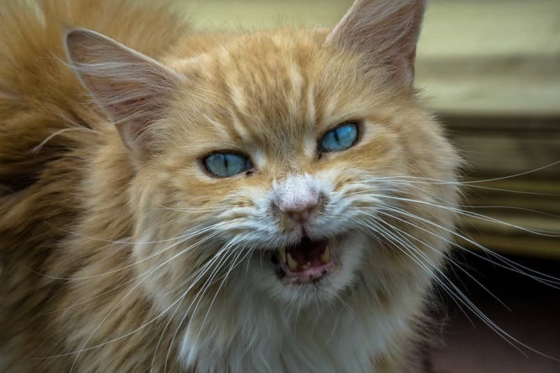 gato mostrando sus dientes