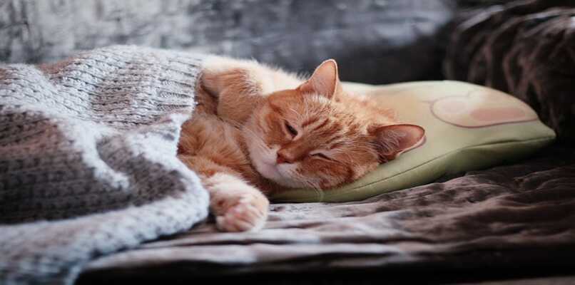 gato naranja tomando siesta