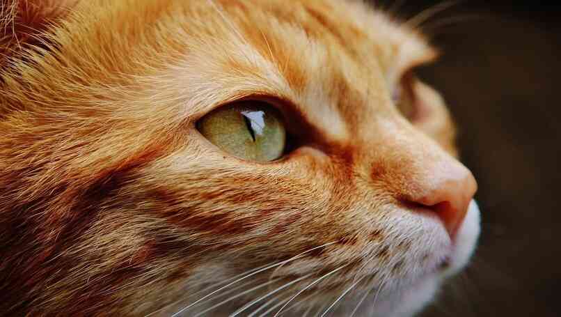 gato amarillo ojos verdes