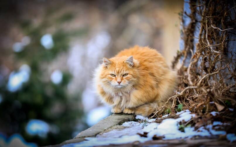 gato bobtail fuera de casa en invierno