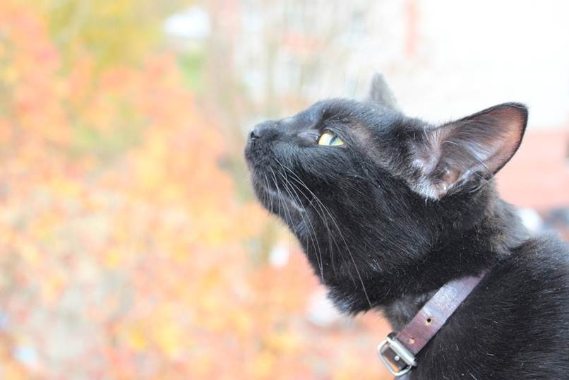gato negro con collar apretado