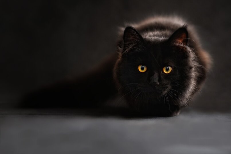 gato negro adulto