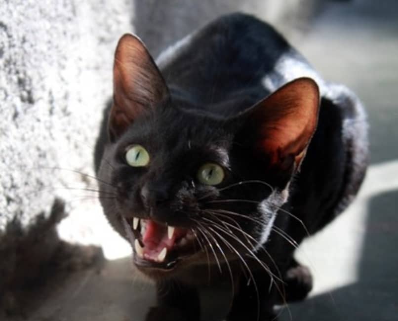 gato de color negro maullando