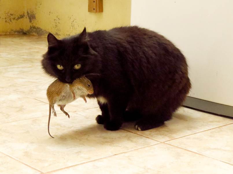 gato con raton en la boca