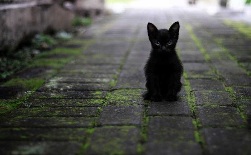gato negro sentado