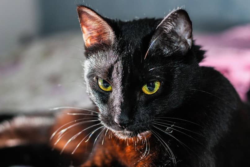 gato negro de ojos color amarillo