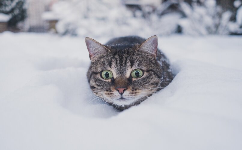 gato cubierto de nieve en invierno