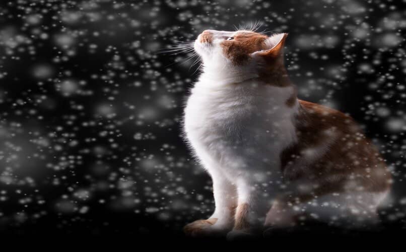 gato sentado fuera de casa viendo la nieve