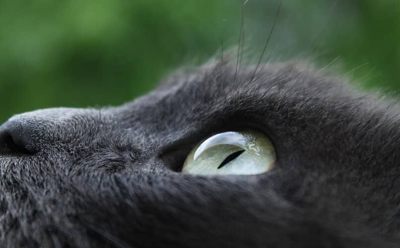 ojos de gato