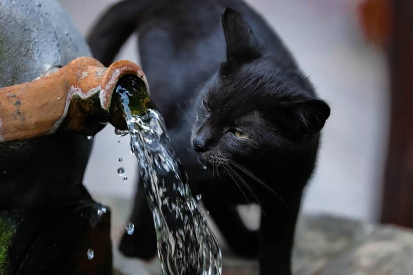 gato negro viendo un chorro de agua
