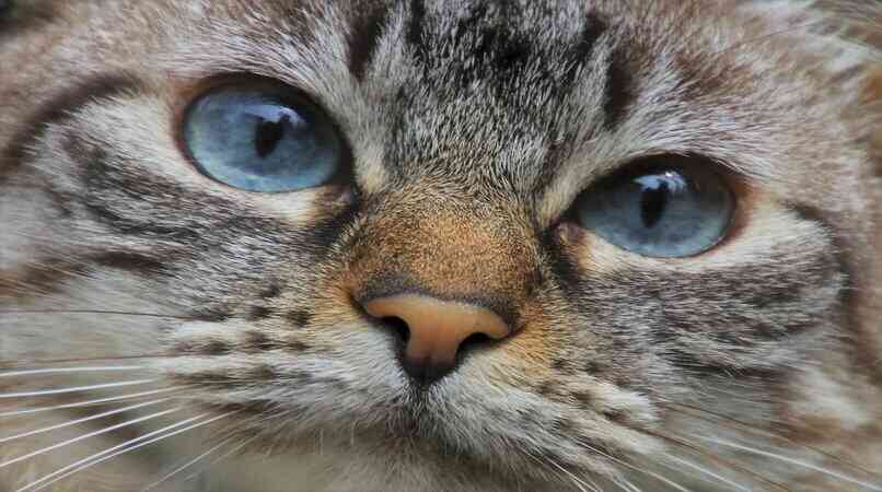 gatos con ojos azules bonitos