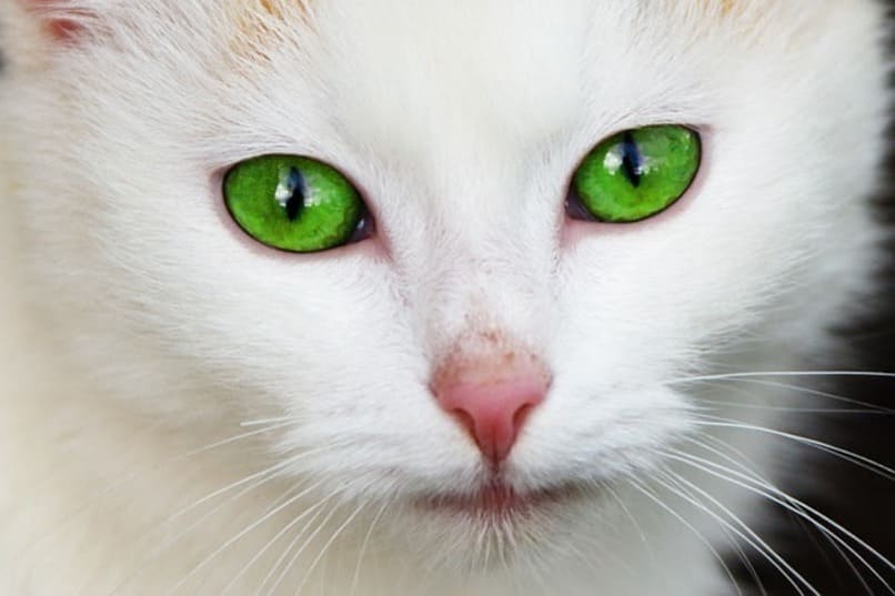 gato blanco de ojos verdes viendo fijamente