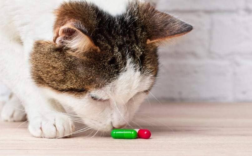 gato olfateando medicamentos antihistaminicos