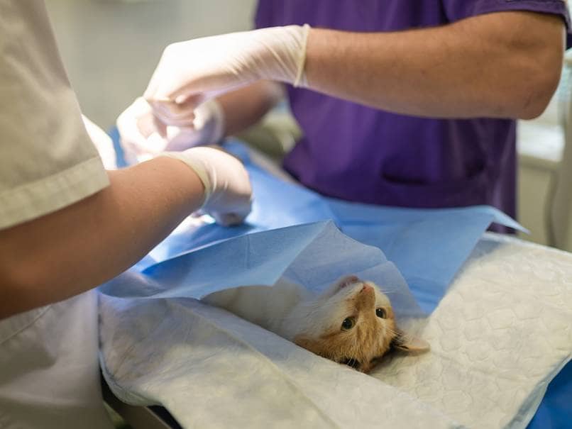 gato siendo operado