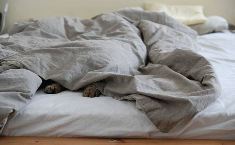 gato mostrando sus patas dentro de manta